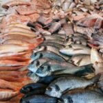 Logopit 1749290473330 Tangkap Ikan di Karawang Tembus Target! Sungai dan Rawa Buktikan Diri Jadi ‘Lumbung Ikan’ Baru