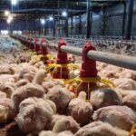 Logopit 1750434084838 Peternak Jual Ayam di Bawah HPP? Siap-Siap Dicabut Izin Impornya!