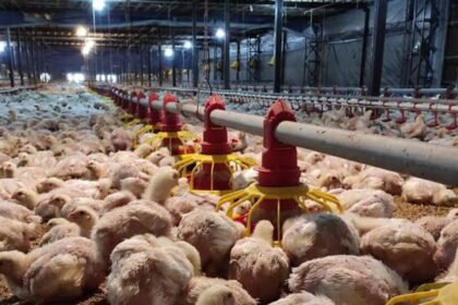 Logopit 1750434084838 Peternak Jual Ayam di Bawah HPP? Siap-Siap Dicabut Izin Impornya!