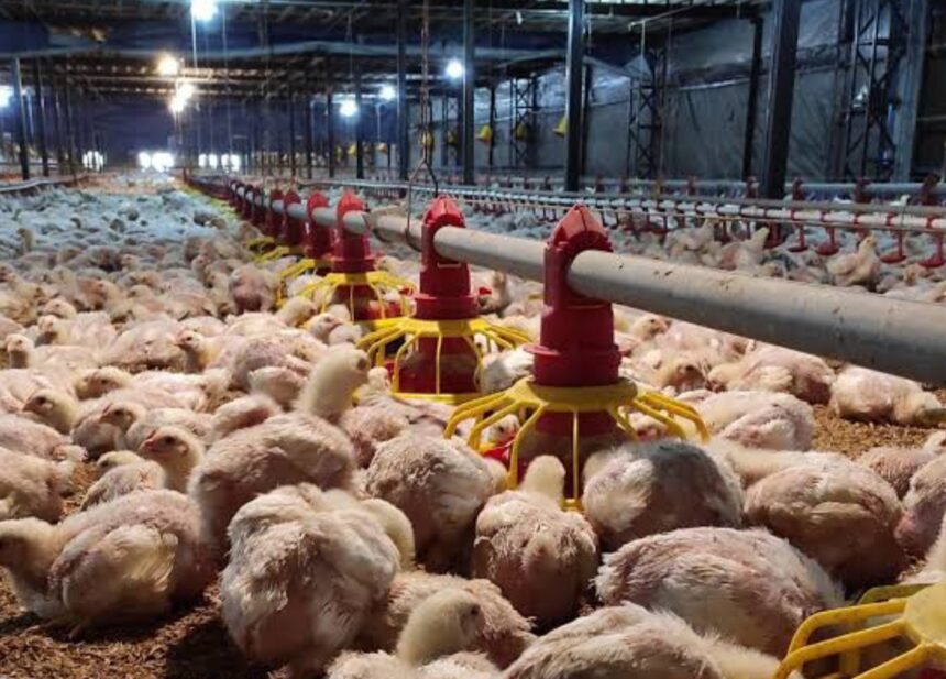 Logopit 1750434084838 Peternak Jual Ayam di Bawah HPP? Siap-Siap Dicabut Izin Impornya!