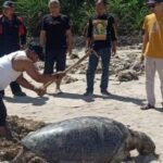 IMG 20250721 WA0007 Tragis! Penyu Hijau Raksasa Ditemukan Mati Terdampar di Pantai Legok Salenggang Sukabumi