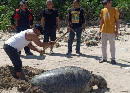 IMG 20250721 WA0007 Tragis! Penyu Hijau Raksasa Ditemukan Mati Terdampar di Pantai Legok Salenggang Sukabumi