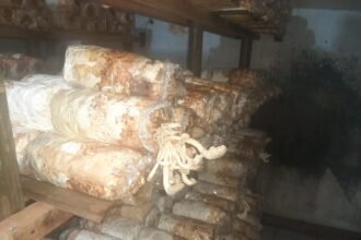 sby77 Membudidayakan Jamur Tiram, Pemuda Milenial ini Sukses Meraup Cuan