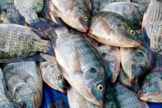 Logopit 1754990749677 Karawang Masuk Proyek Strategis Nasional, 4 Ribu Tambak Siap Direvitalisasi untuk Budidaya Nila Salin