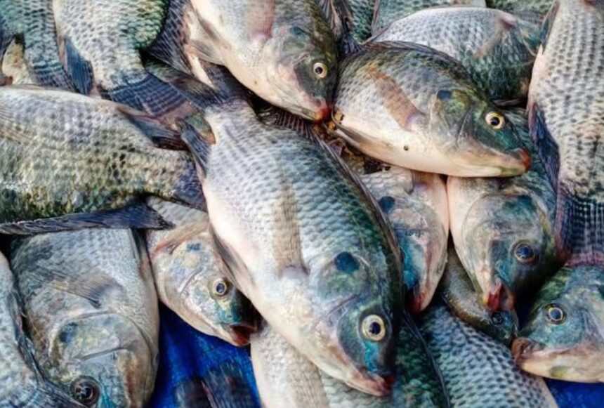 Logopit 1754990749677 Karawang Masuk Proyek Strategis Nasional, 4 Ribu Tambak Siap Direvitalisasi untuk Budidaya Nila Salin