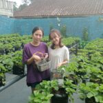 IMG 20250901 WA0002 Asyik! Kebun Stroberi di Sukabumi Ini Bisa Dipetik Sendiri dan Gratis Masuk