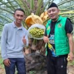 IMG 20250902 WA0001 Kurma Tumbuh Subur di Geopark Ciletuh, Jadi Terobosan Baru Pertanian dan Wisata Sukabumi