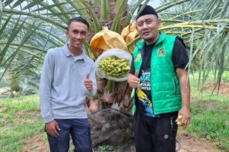 IMG 20250902 WA0001 Kurma Tumbuh Subur di Geopark Ciletuh, Jadi Terobosan Baru Pertanian dan Wisata Sukabumi