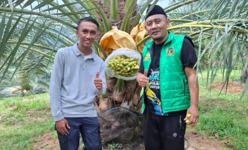 IMG 20250902 WA0001 Kurma Tumbuh Subur di Geopark Ciletuh, Jadi Terobosan Baru Pertanian dan Wisata Sukabumi