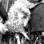 IMG 20250908 WA0000 Puluhan Domba di Sukabumi Tewas Diduga Diserang Macan Tutul, Warga Ketakutan