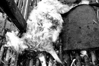 IMG 20250908 WA0000 Puluhan Domba di Sukabumi Tewas Diduga Diserang Macan Tutul, Warga Ketakutan