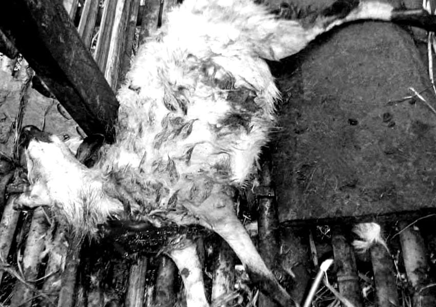 IMG 20250908 WA0000 Puluhan Domba di Sukabumi Tewas Diduga Diserang Macan Tutul, Warga Ketakutan