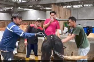 IMG 20250911 WA00131 37 Sapi di Sukabumi Jalani Vaksinasi PMK, Dinas Peternakan Tegaskan Komitmen Jaga Ketahanan Pangan
