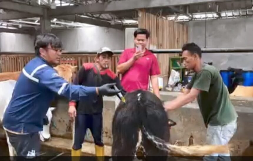 IMG 20250911 WA00131 37 Sapi di Sukabumi Jalani Vaksinasi PMK, Dinas Peternakan Tegaskan Komitmen Jaga Ketahanan Pangan