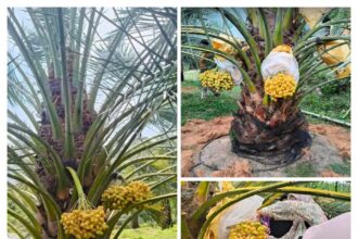 IMG 20251002 WA0001 Wisata Unik: Menyusuri Kebun Kurma di Tepi Laut Ciemas Geopark Ciletuh Sukabumi