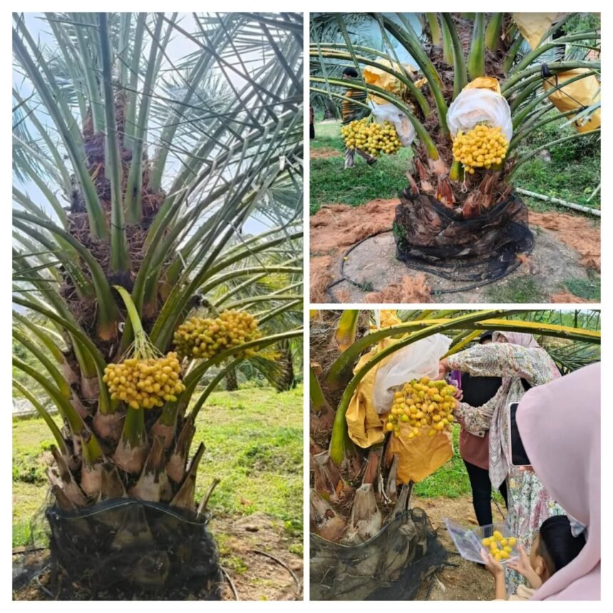 IMG 20251002 WA0001 Wisata Unik: Menyusuri Kebun Kurma di Tepi Laut Ciemas Geopark Ciletuh Sukabumi