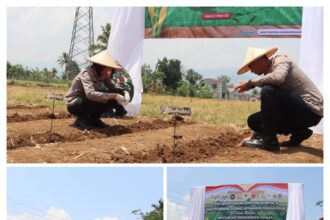 IMG 20251009 WA0000 Polres Sukabumi Kota Tanam Jagung Serentak, Dukung Gerakan Swasembada Pangan 2025