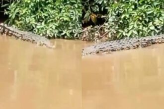 IMG 20251118 WA0006 Buaya 4 Meter Muncul di Sungai Ciletuh, Warga Ciemas Geger