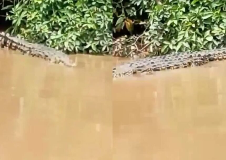 IMG 20251118 WA0006 Buaya 4 Meter Muncul di Sungai Ciletuh, Warga Ciemas Geger