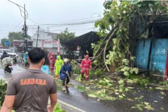 IMG 20251121 WA0002 Sat Samapta Polres Sukabumi Evakuasi Pohon Jati Tumbang yang Tutup Jalan Nasional Palabuhanratu