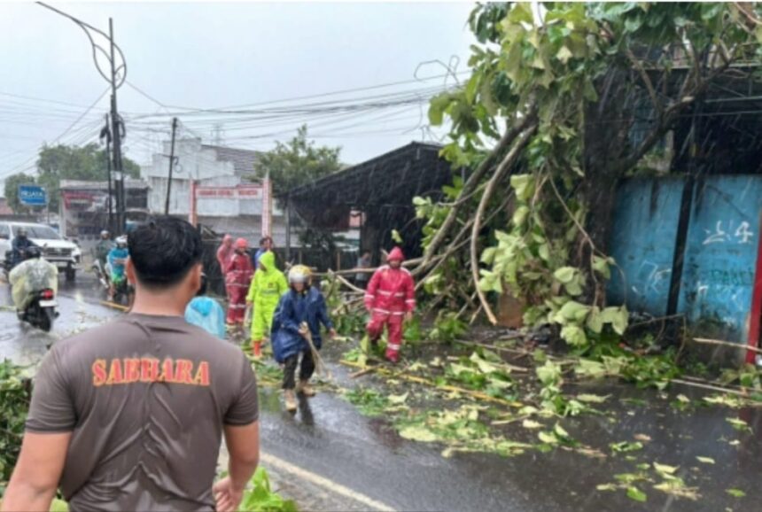 Sat Samapta Polres Sukabumi Evakuasi Pohon Jati Tumbang yang Tutup Jalan Nasional Palabuhanratu 1 IMG 20251121 WA0002 Sat Samapta Polres Sukabumi Evakuasi Pohon Jati Tumbang yang Tutup Jalan Nasional Palabuhanratu