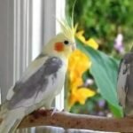 IMG 20251123 WA0035 Trik Jitu Budidaya Cockatiel: Burung Pintar yang Bikin Hati Ketagihan