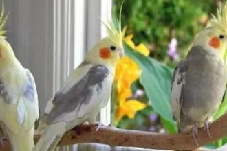 IMG 20251123 WA0035 Trik Jitu Budidaya Cockatiel: Burung Pintar yang Bikin Hati Ketagihan