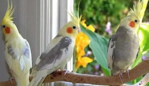 IMG 20251123 WA0035 Trik Jitu Budidaya Cockatiel: Burung Pintar yang Bikin Hati Ketagihan