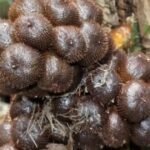 IMG 20251201 WA00012 Wisata Kebun Salak Pondoh, Potensi Baru Kecamatan Lengkong Sukabumi