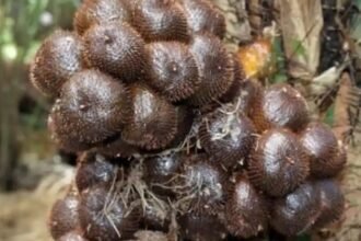 IMG 20251201 WA00012 Wisata Kebun Salak Pondoh, Potensi Baru Kecamatan Lengkong Sukabumi