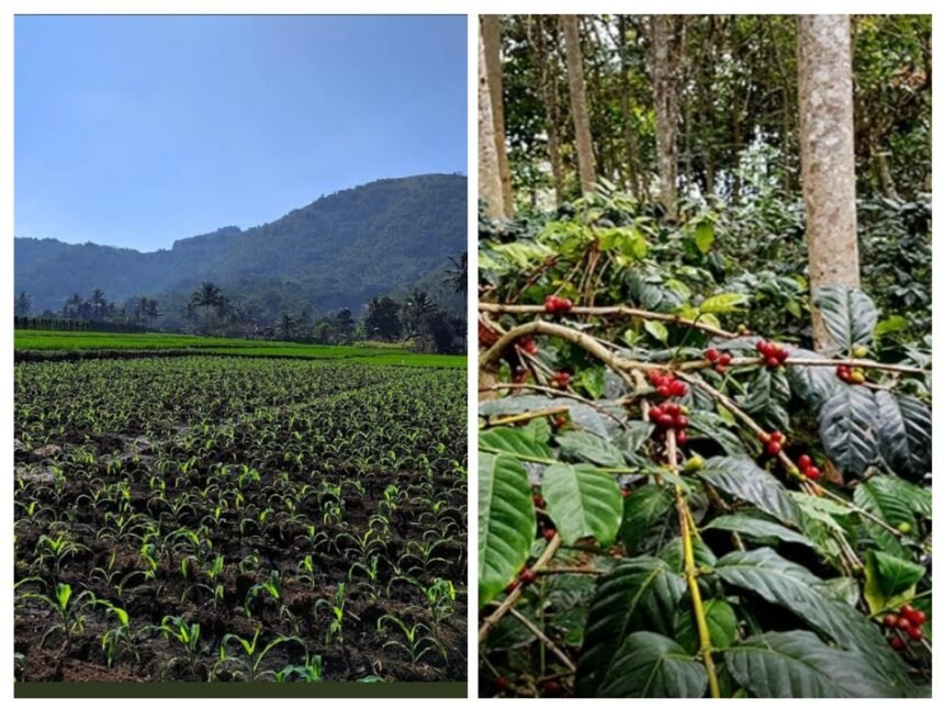 IMG 20251201 WA0002 Desa Pringanjaya Andalkan Pertanian hingga Komoditas Kopi Unggulan