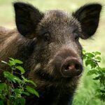 IMG 20251201 WA0009 Jelang Panen, Sawah Petani Tegalbuleud Diserang Kawanan Babi Hutan