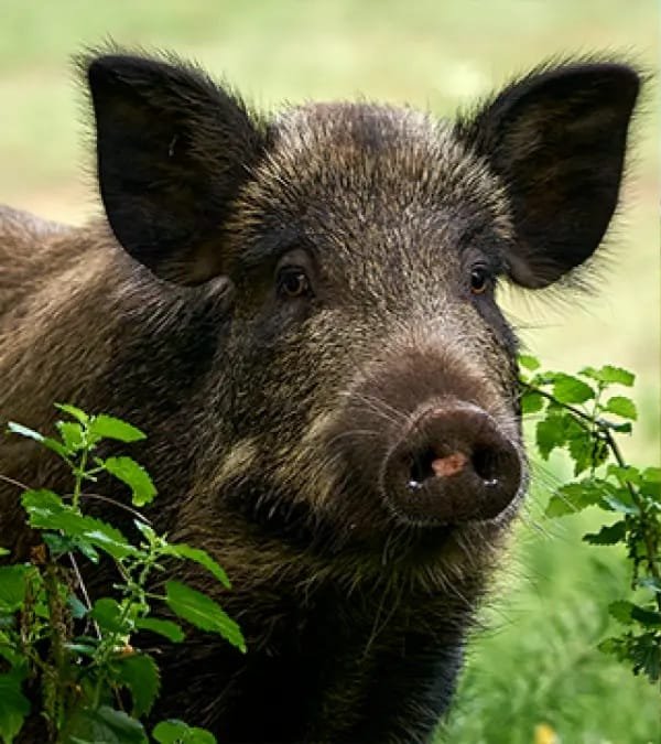 IMG 20251201 WA0009 Jelang Panen, Sawah Petani Tegalbuleud Diserang Kawanan Babi Hutan