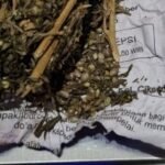 Ganja kering barang bukti yang disita petugas dari pelaku. (Prima Arno/Telusurbisnis)