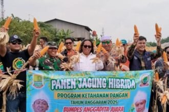 panen jagung1 Panen Jagung Hibrida Langkah Pasti Polsek Klari Dukung Swasembada Pangan