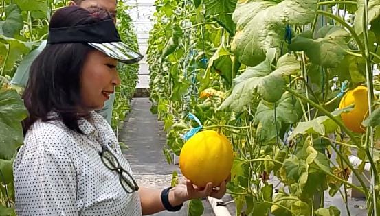 Sensasi Petik Melon di Desa Wisata Karangjaya, Wisata Santai yang Bikin Pengunjung Ketagihan 1 Pengunjung Desa Wisata Karangjaya asal Jakarta merasakan sensasi petik melon. (Telusurbisnis)