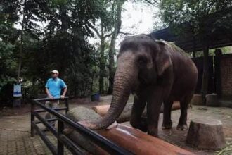 IMG 20260112 WA0053 Nasib Kebun Binatang Bandung Dibahas, Libatkan Provinsi dan Pusat