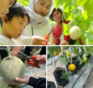 Sensasi wisata edukatif makan buah melon metik sendiri di pohonnya di Desa Sukajaya, Kecamatan Sukabumi, Kabupaten Sukabumi, Jawa Barat. (Prima Arno/Telusurbisnis)