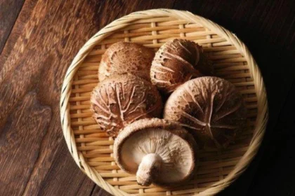 Jamur shiitake belakangan ini menjadi perbincangan bukan hanya di kalangan peneliti, tetapi juga di dunia investasi.