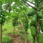 Kebun pepaya California di Desa Rambay yang dikembangkan pemdes setempat untuk mendukung produk unggulan sektor pertanian. (Prima Arno/Telusurbisnis)