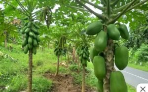 Kebun pepaya California di Desa Rambay yang dikembangkan pemdes setempat untuk mendukung produk unggulan sektor pertanian. (Prima Arno/Telusurbisnis)