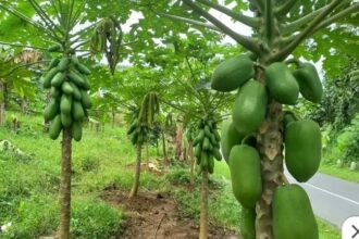 Kebun pepaya California di Desa Rambay yang dikembangkan pemdes setempat untuk mendukung produk unggulan sektor pertanian. (Prima Arno/Telusurbisnis)