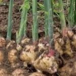 Tanaman Jahe Gajah yang dikembangkan petani jahe ciburahol, Sukabumi. (Prima Arno/Telusurbisnis)