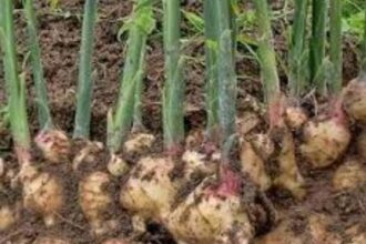 Tanaman Jahe Gajah yang dikembangkan petani jahe ciburahol, Sukabumi. (Prima Arno/Telusurbisnis)