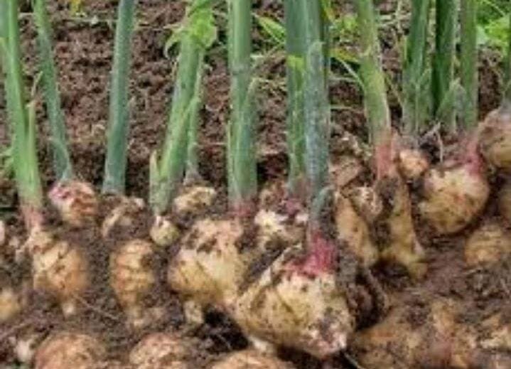 Tanaman Jahe Gajah yang dikembangkan petani jahe ciburahol, Sukabumi. (Prima Arno/Telusurbisnis)