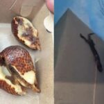 IMG 20260318 WA0049 Viral Di Media Sosial Menu MBG Buah Salak Busuk Hingga Bangkai Cicak Di SDN CBM Pakujajar Kota Sukabumi