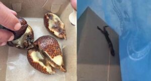 IMG 20260318 WA0049 Beranda