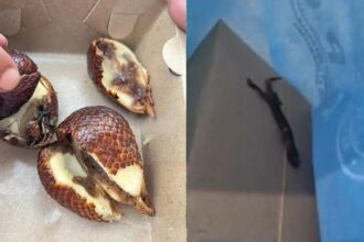 IMG 20260318 WA0049 Viral Di Media Sosial Menu MBG Buah Salak Busuk Hingga Bangkai Cicak Di SDN CBM Pakujajar Kota Sukabumi