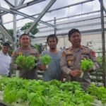 Kapolres Sukabumi AKBP Samian panen sayuran hasil pengembangan program greenhouse (budi daya tanaman tanpa tanah). (Prima Arno/Telusurbisnis)