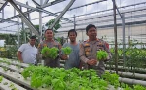 Beranda 46 Kapolres Sukabumi AKBP Samian panen sayuran hasil pengembangan program greenhouse (budi daya tanaman tanpa tanah). (Prima Arno/Telusurbisnis)